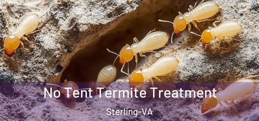  No Tent Termite Treatment Sterling-VA
