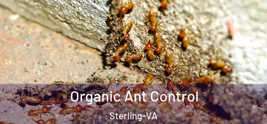 Organic Ant Control Sterling-VA