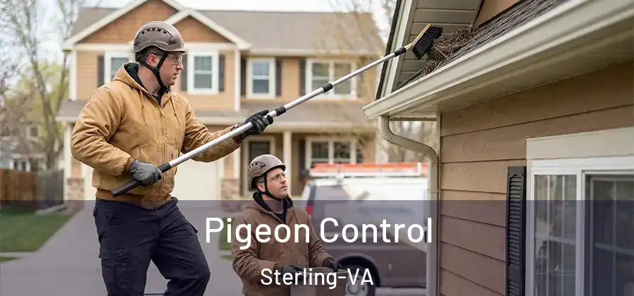 Pigeon Control Sterling-VA