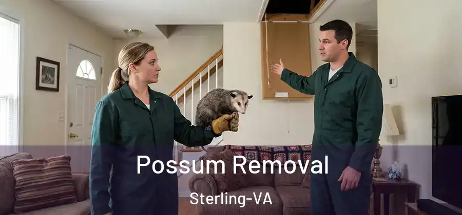 Possum Removal Sterling-VA