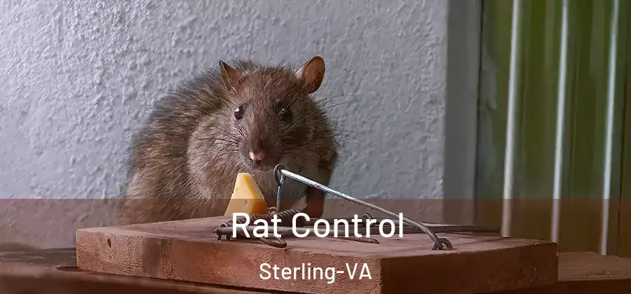 Rat Control Sterling-VA