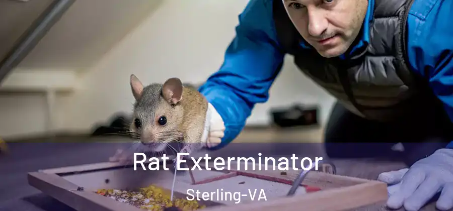 Rat Exterminator Sterling-VA