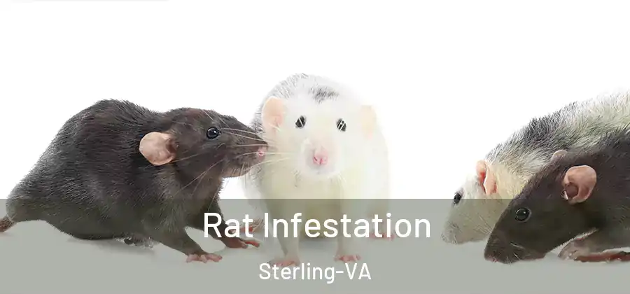 Rat Infestation Sterling-VA