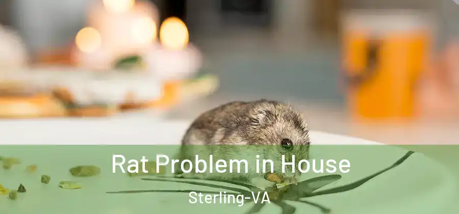  Rat Problem in House Sterling-VA