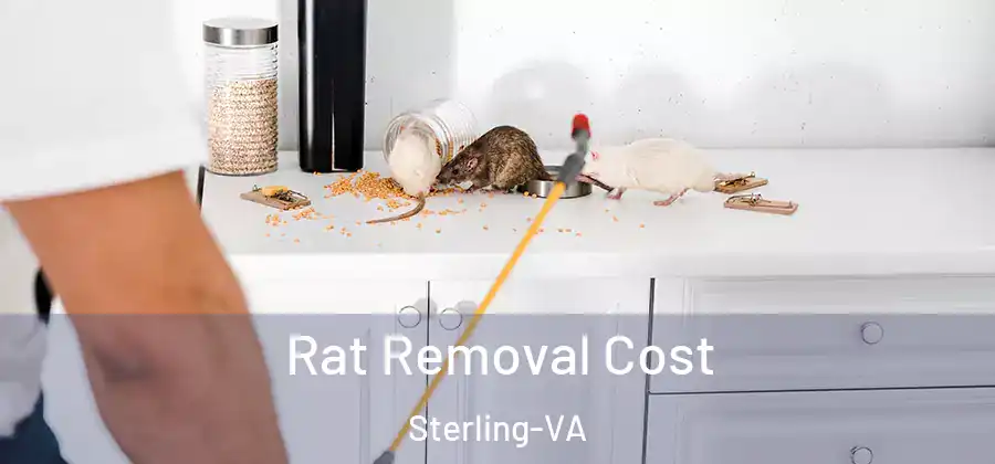 Rat Removal Cost Sterling-VA
