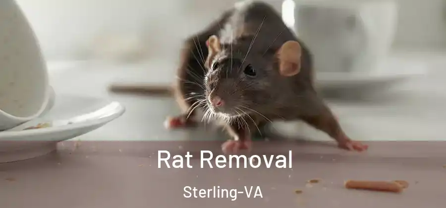Rat Removal Sterling-VA