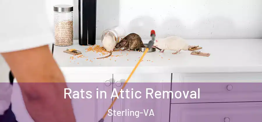  Rats in Attic Removal Sterling-VA