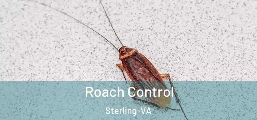 Roach Control Sterling-VA