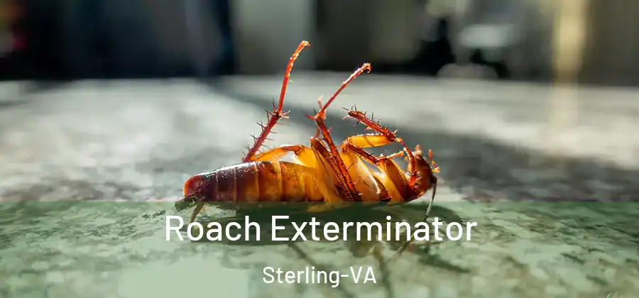 Roach Exterminator Sterling-VA