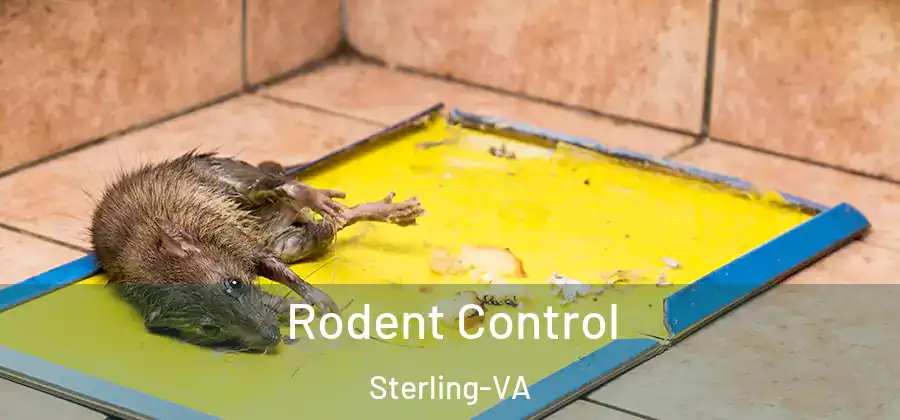 Rodent Control Sterling-VA