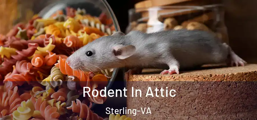 Rodent In Attic Sterling-VA