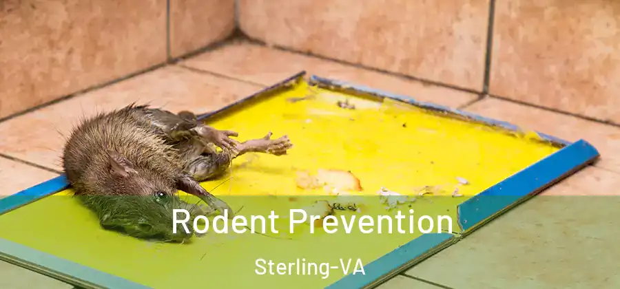 Rodent Prevention Sterling-VA