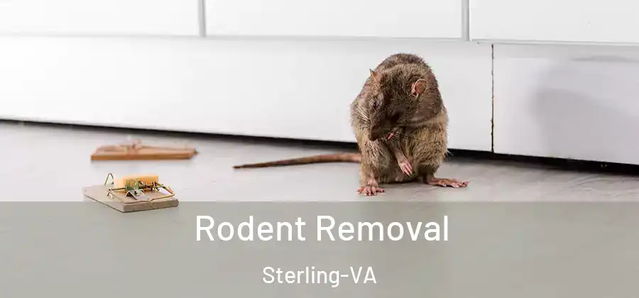  Rodent Removal Sterling-VA