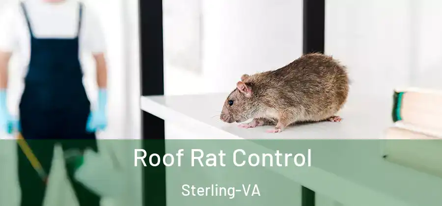Roof Rat Control Sterling-VA