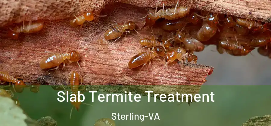 Slab Termite Treatment Sterling-VA