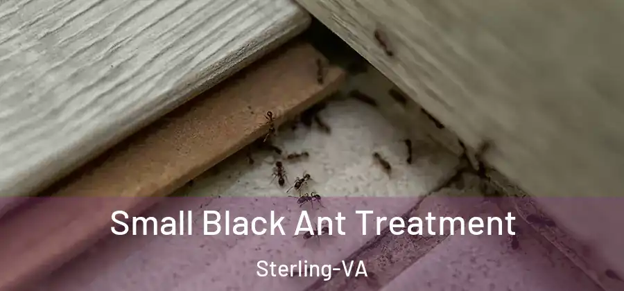 Small Black Ant Treatment Sterling-VA