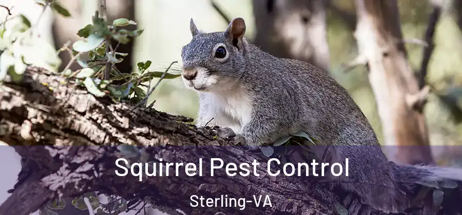 Squirrel Pest Control Sterling-VA