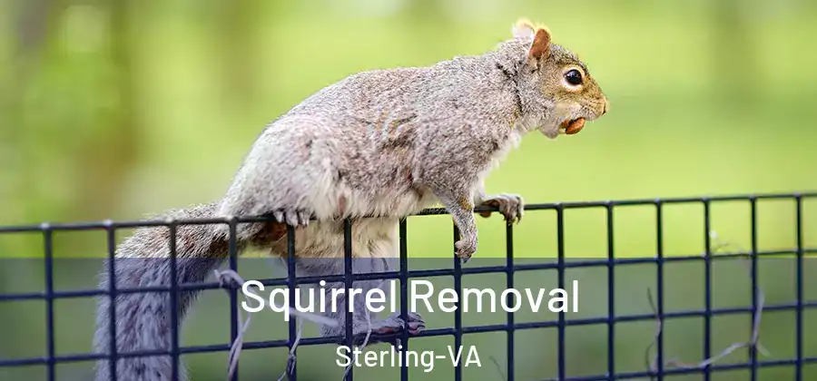 Squirrel Removal Sterling-VA
