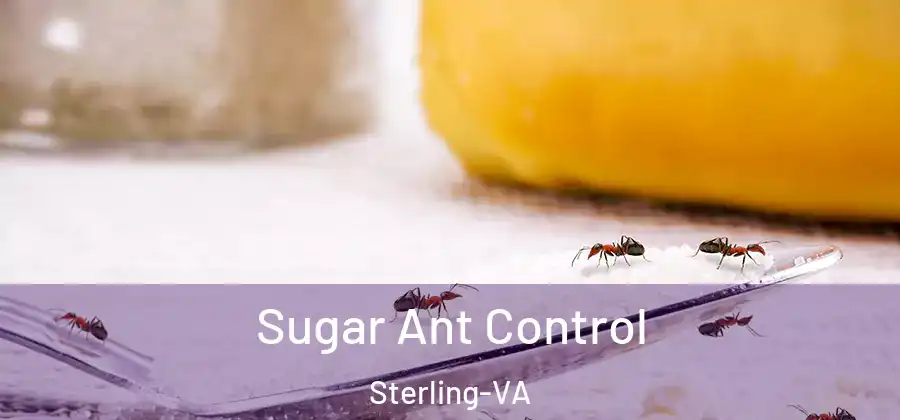 Sugar Ant Control Sterling-VA