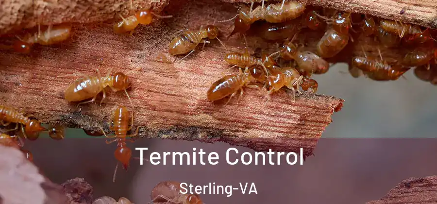 Termite Control Sterling-VA
