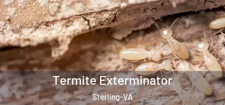 Termite Exterminator Sterling-VA