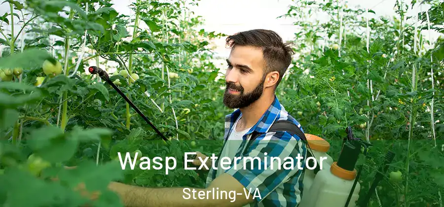 Wasp Exterminator Sterling-VA