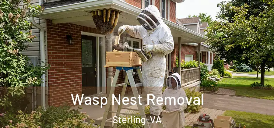 Wasp Nest Removal Sterling-VA