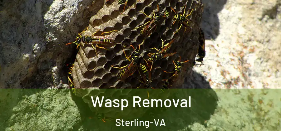 Wasp Removal Sterling-VA