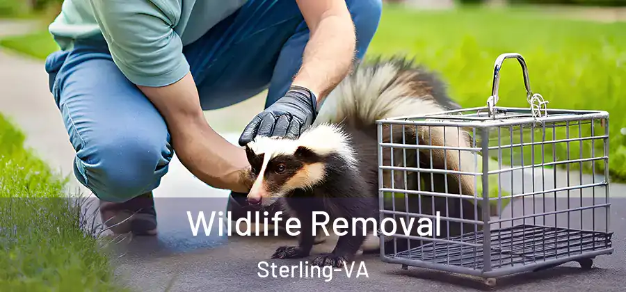 Wildlife Removal Sterling-VA