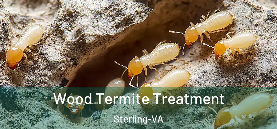 Wood Termite Treatment Sterling-VA