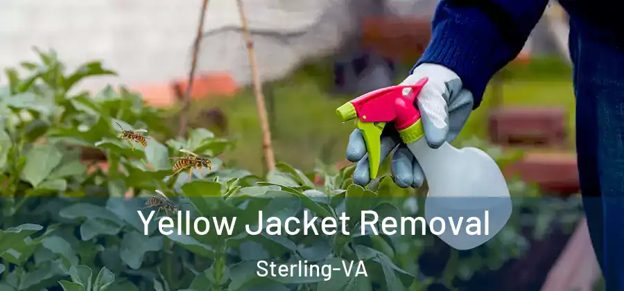 Yellow Jacket Removal Sterling-VA